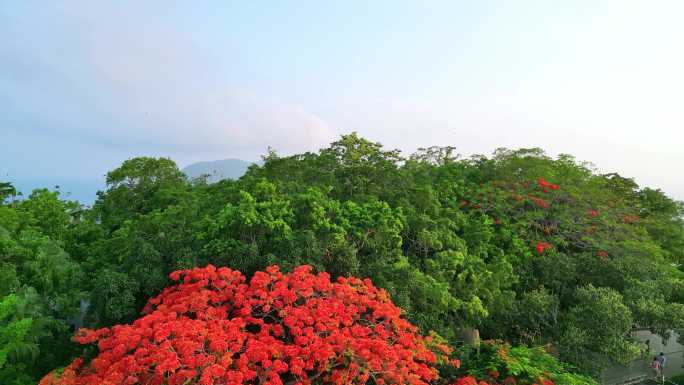海南三亚鹿回头红色凤凰木空镜头航拍风景