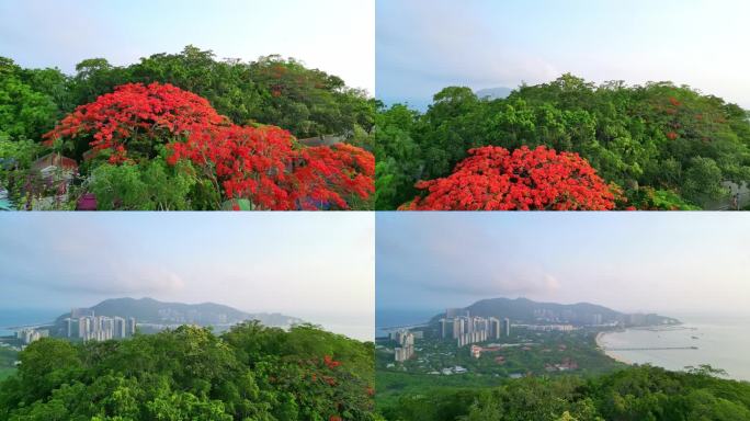 海南三亚鹿回头红色凤凰木空镜头航拍风景