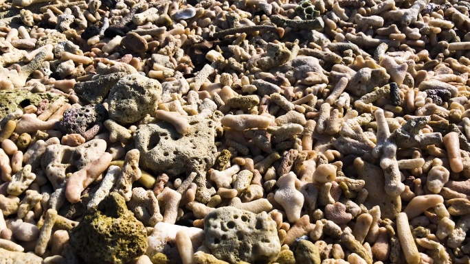 海岸边的珊瑚石 3358