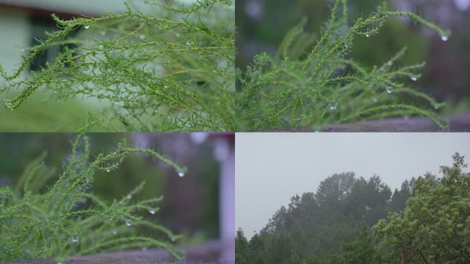 雨天小草上水珠