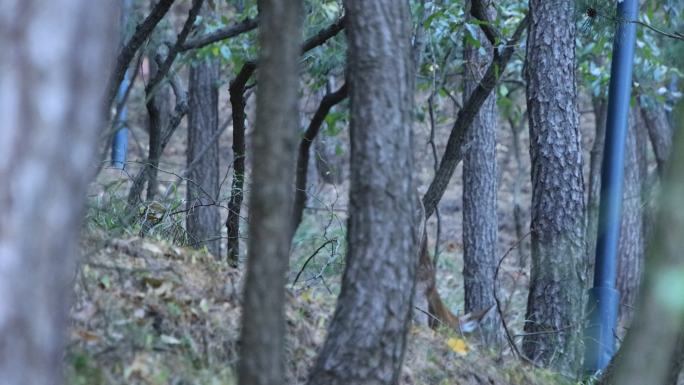 威海刘公岛后山山林中的野生梅花鹿