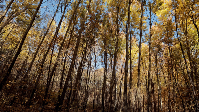 秋日森林阳光透过金黄色树叶红色树叶