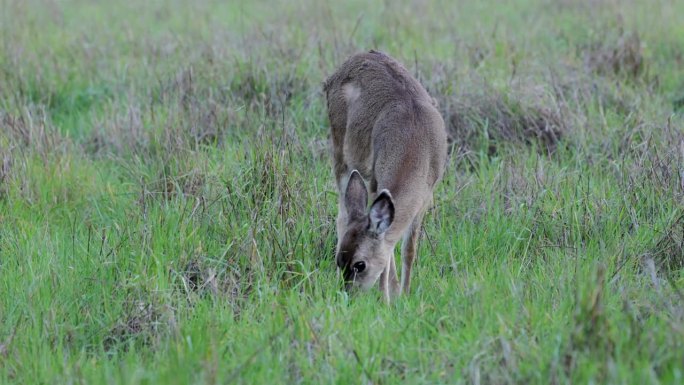 加州雷耶斯角的骡鹿