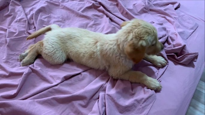 可爱的金毛猎犬小狗躺在床上，铺着粉红色的床单。打哈欠的金色3个月大的狗