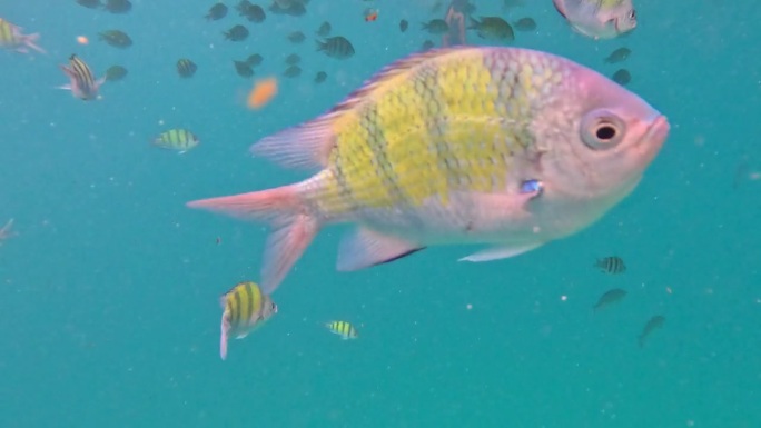 在皮皮岛的珊瑚礁中浮潜，与各种颜色的珊瑚鱼在一起。泰国普吉岛有各种颜色的珊瑚鱼。充满活力和色彩斑斓的