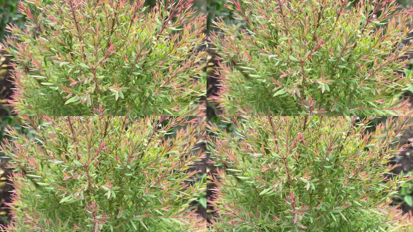 大自然场景粉绿草树智能手机拍摄