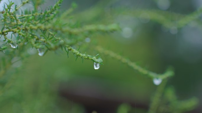 小草上水珠