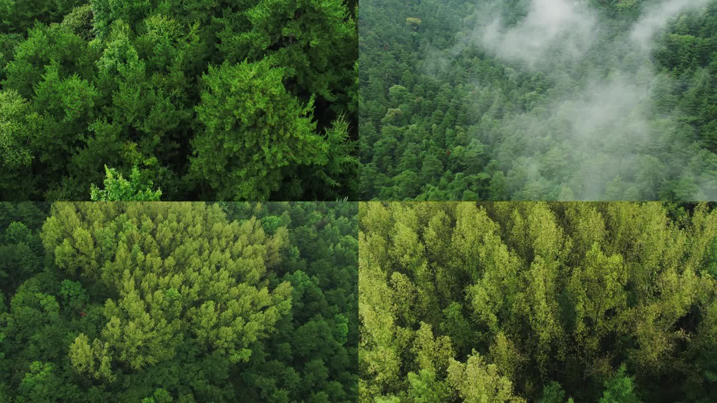 4K森林航拍空镜