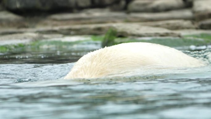 北极熊在水里游泳。一只健康的大白熊正在享受狩猎。