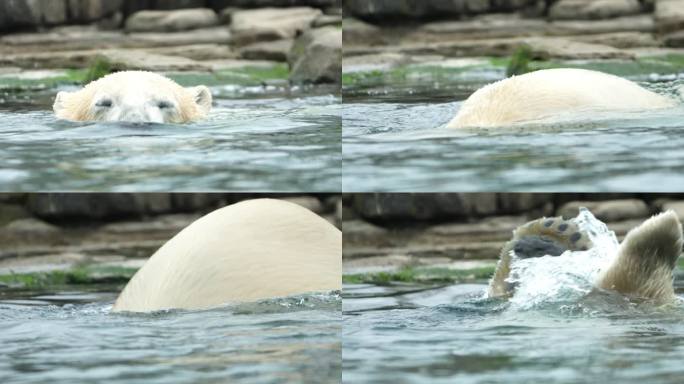 北极熊在水里游泳。一只健康的大白熊正在享受狩猎。