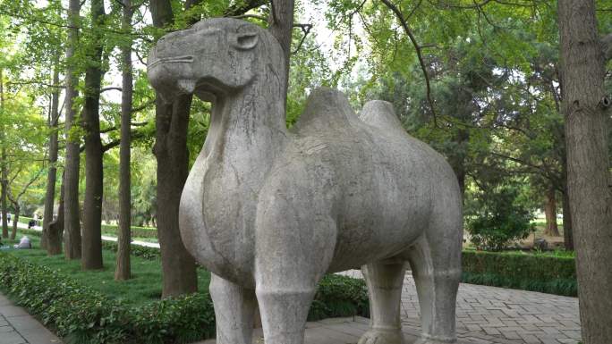 南京明孝陵风景区石象路石骆驼