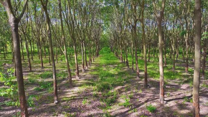 从橡胶树中提取天然乳胶的种植园。在泰国。