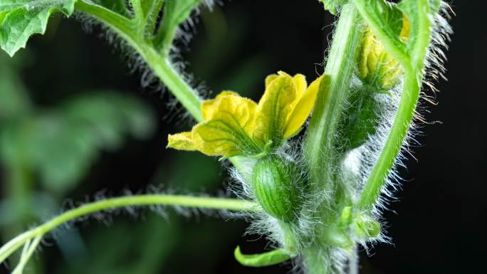 实拍 西瓜花 开花过程 延时摄影4K