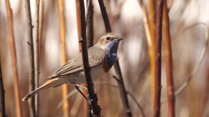 蓝喉鸟(Luscinia svecica) -唱歌的鸟