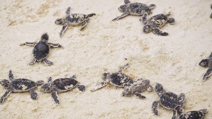 小海龟的惊人特写小海龟在海岸上爬