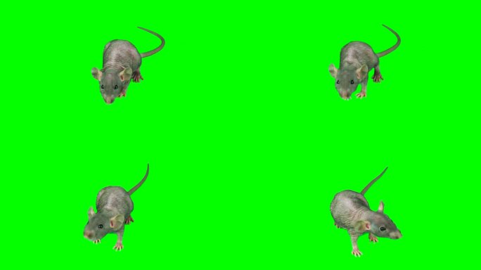 绿色背景屏幕上的大鼠小鼠隔离设置