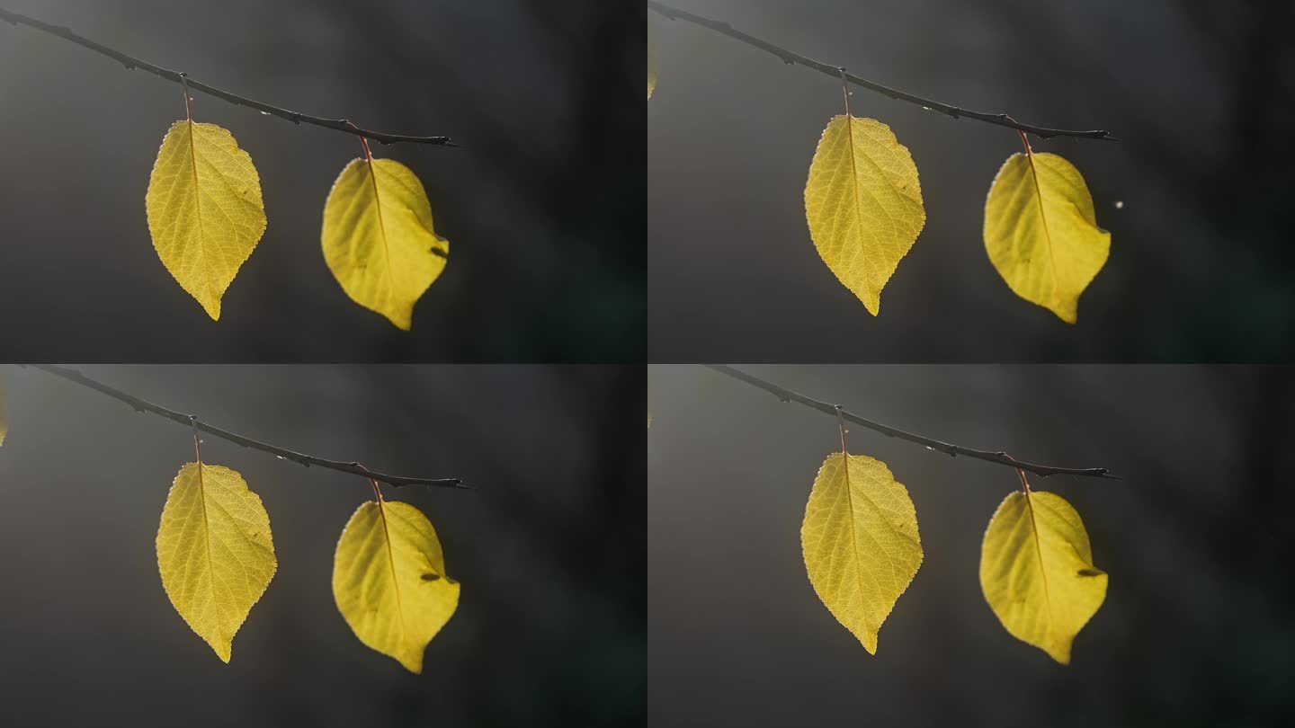 秋天阳光撒在枝头黄叶升格唯美空镜