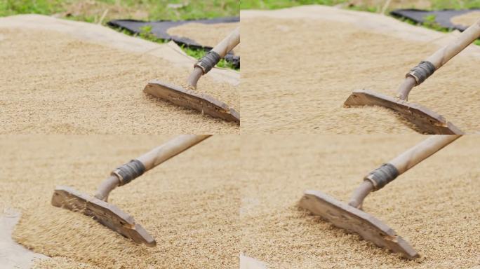 剥壳的大米被铺在一层垫子上
