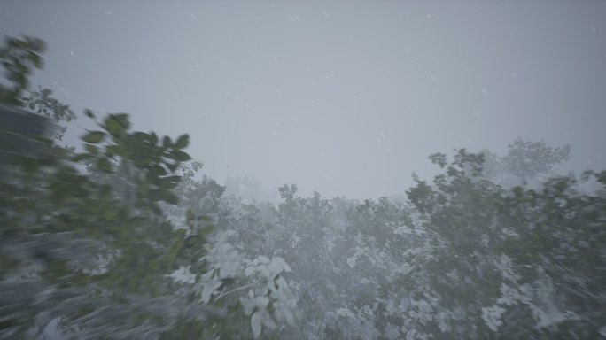4k雪林风雪穿越树梢②