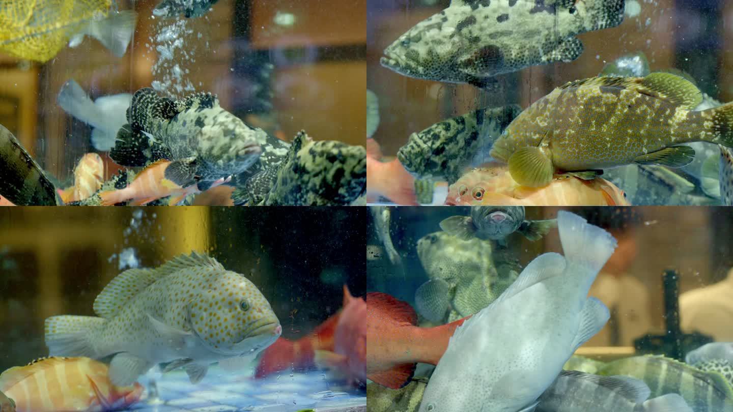 石斑鱼 东星斑 石斑鱼水中游动