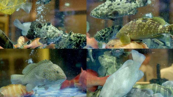 石斑鱼 东星斑 石斑鱼水中游动
