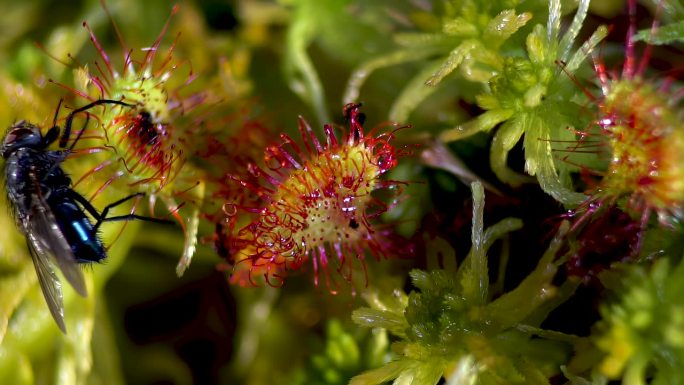 Drosera。一只苍蝇试图逃离粘在紫苏叶子上的绒毛。