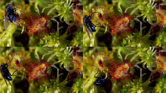 Drosera。一只苍蝇试图逃离粘在紫苏叶子上的绒毛。