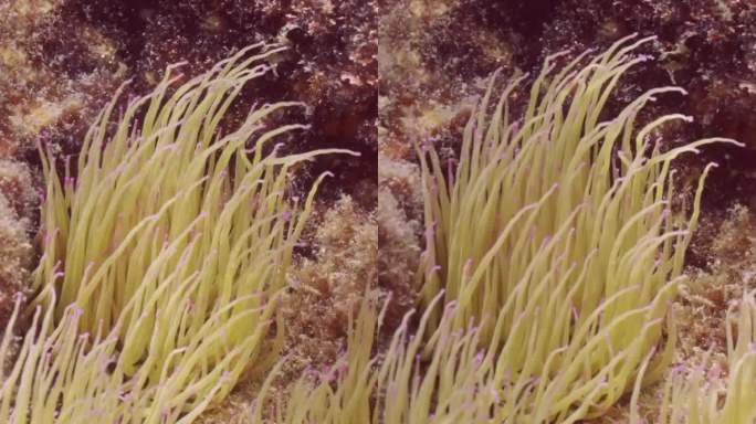 地中海蛇尾海葵(Anemonia sulcata)在海岸的大岩石上摇摆