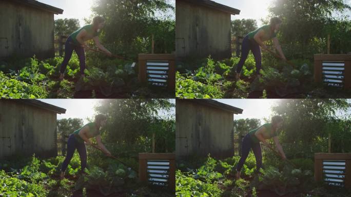 家里菜园里的女人用锄头反复敲打白菜苗收割