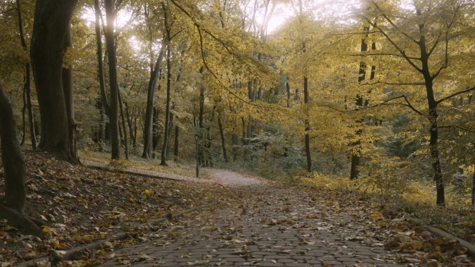 秋天的公园和一条荒凉的小路，上面铺着褪了色的黄叶和黄树。温暖，温柔的秋风。