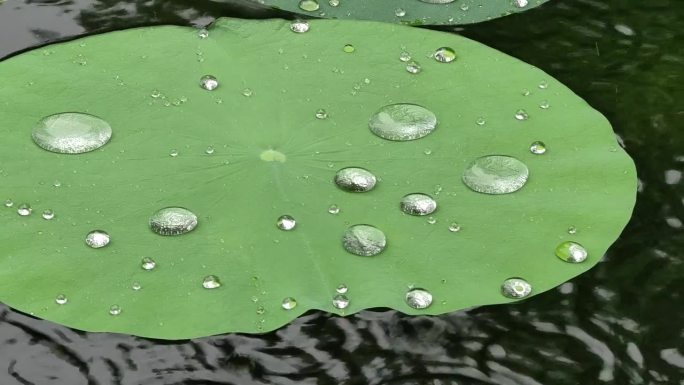 雨天雨点聚集在荷叶上，疏水效果，疏水叶片