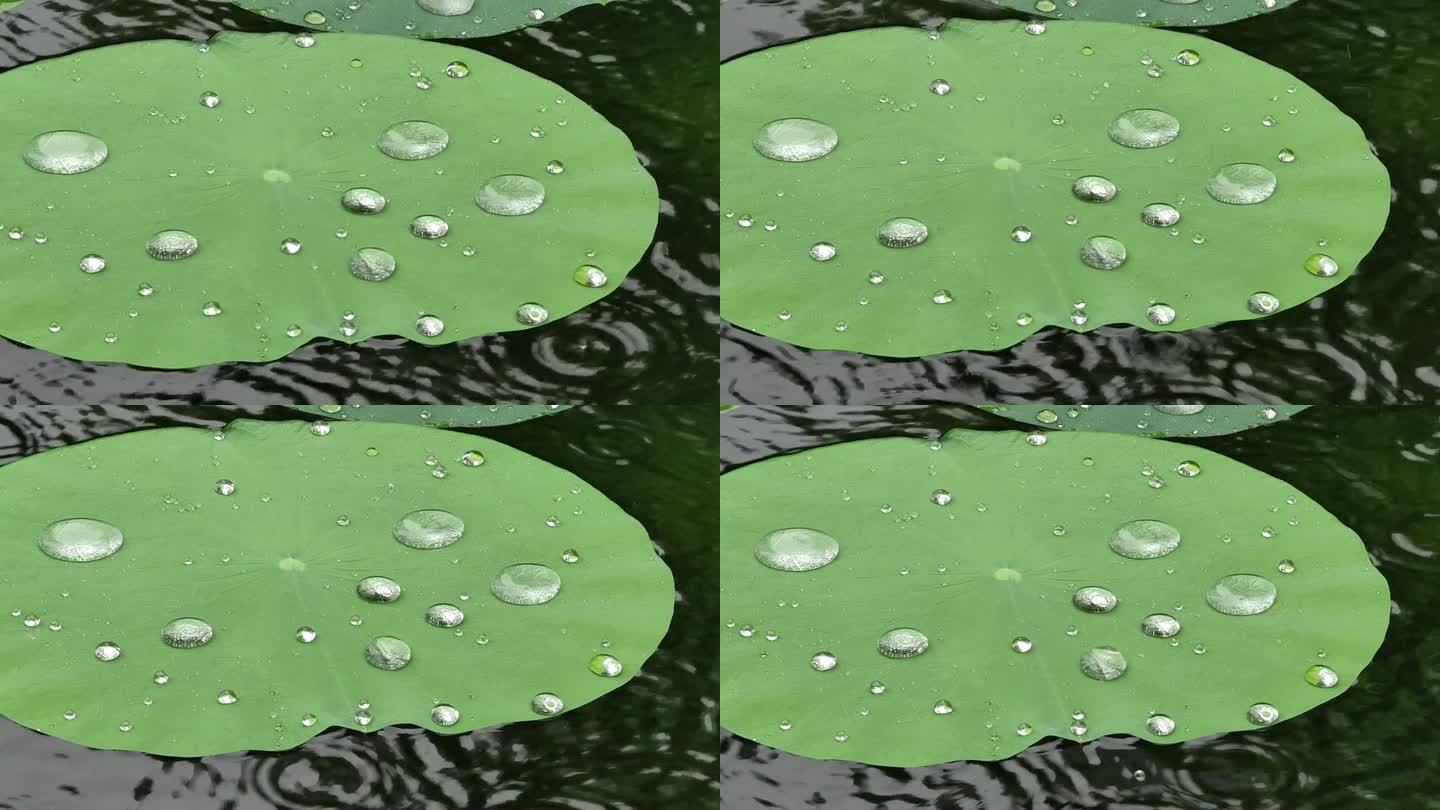 雨天雨点聚集在荷叶上，疏水效果，疏水叶片