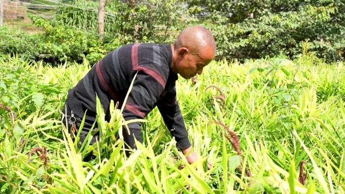 生姜地 除草 农民