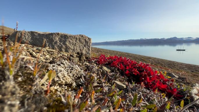 北极柳(Salix arctica)在秋天变红的特写，在格陵兰岛的斯科斯比松的哈雷夫。