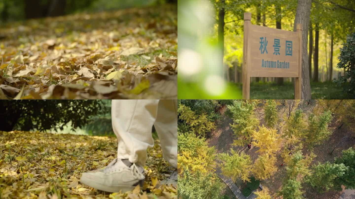 秋天的银杏林-落叶-秋天的脚步