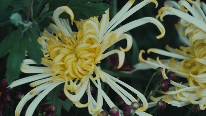 黄白相间的菊花