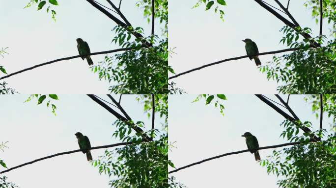在泰国堪叻山国家公园，一只绿耳巴贝在梳理干净羽毛后正在排便，它正站在树顶上环顾四周。