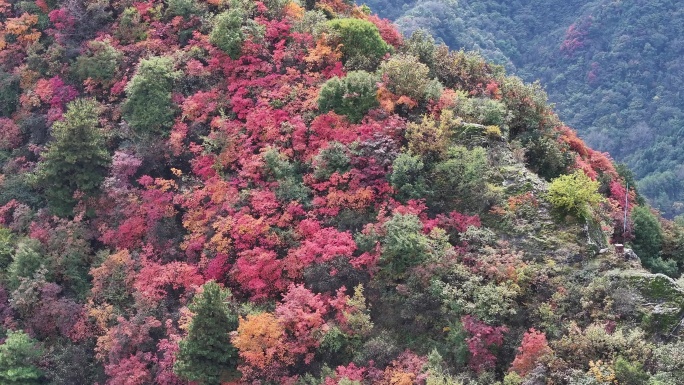 翠华山红叶秋景航拍