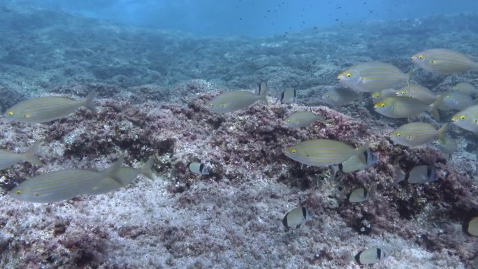 水下场景——地中海暗礁上的两条带状鲷和萨勒马鱼