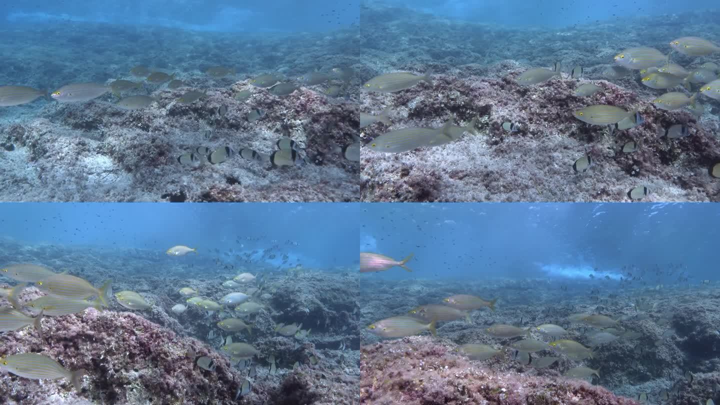 水下场景——地中海暗礁上的两条带状鲷和萨勒马鱼