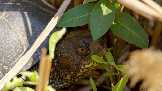 大自然的伪装:隐藏在草丛中的欧洲塘龟特写