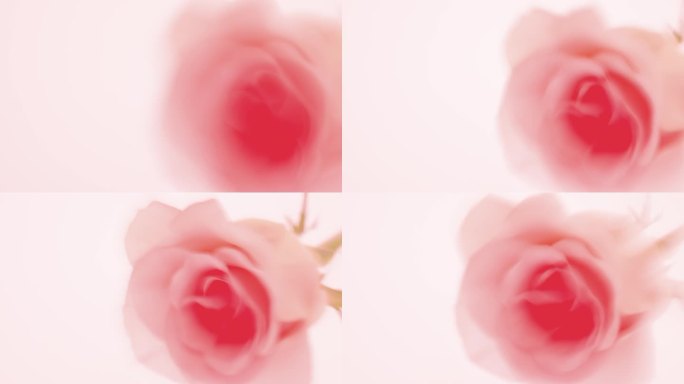 实拍抽象的幻影粉色花朵