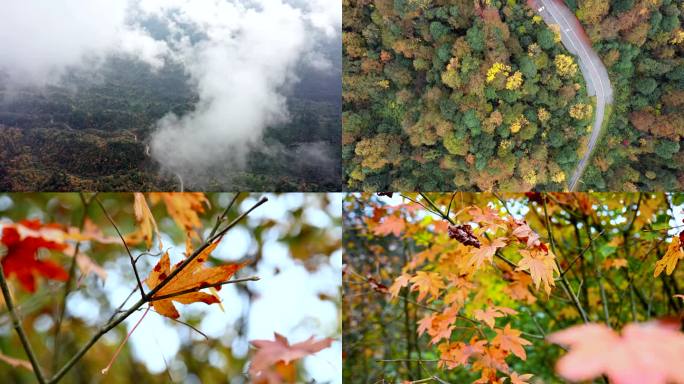 秋天秋色森林彩林自然风景树林山川枫叶红叶