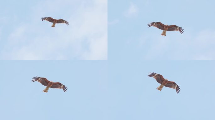 一只飞翔的鹰在空中盘旋