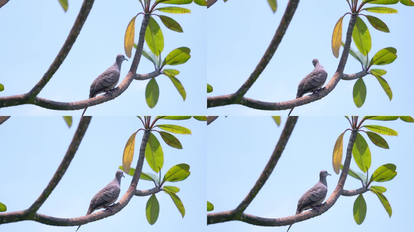 鸽子栖息在树上，慢动作地飞了出去