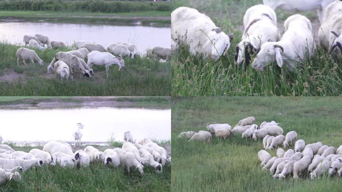 绵羊 山羊 养殖业 畜牧业 放牧