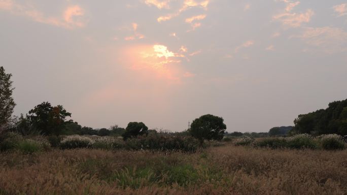 杭州良渚古城遗址公园夕阳下的芦苇