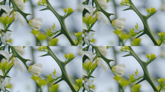 三叶柑橘的白花。枳壳Trifoliata。关闭了。