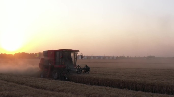 农忙时刻 收小麦