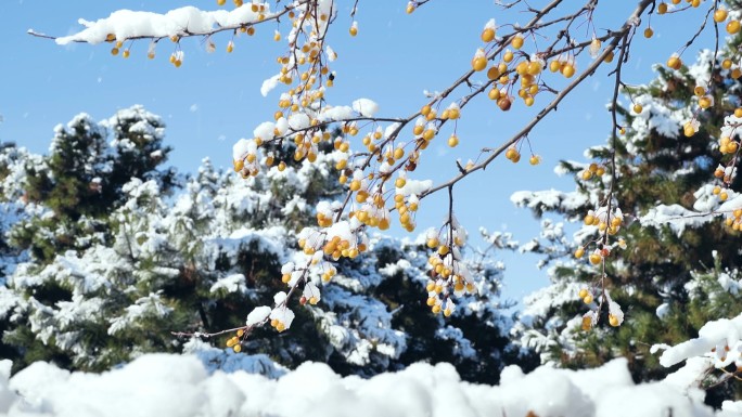 冬天雪景 雾凇 树挂